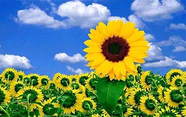 Sunflower指弹谱吉他谱