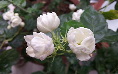 茉莉花指弹吉他谱