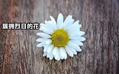 簇拥烈日的花吉他谱