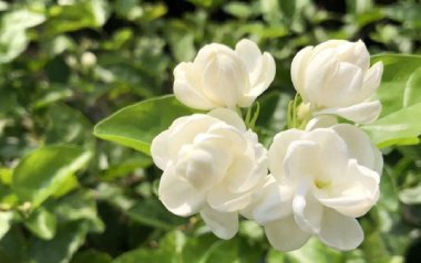 茉莉花指弹吉他谱