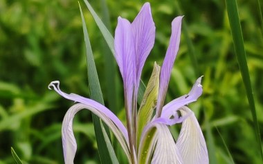 马兰花吉他谱