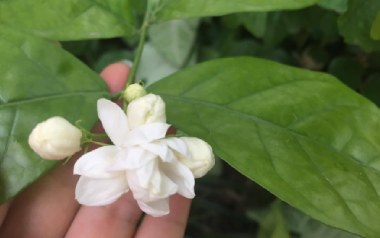 茉莉花吉他谱