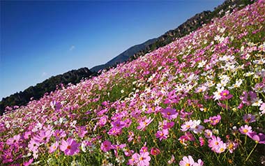百花香吉他谱