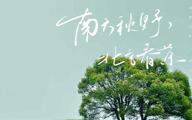 南方秋野北方春茶吉他谱