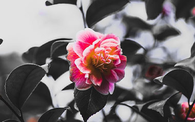 山茶花读不懂白玫瑰吉他谱