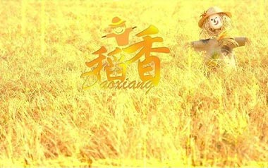 稻香吉他谱